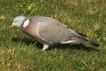 Ringeltaube (Columba palumbus)