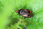 Ohne deutschen Namen (Deraeocoris ruber) - Schwarze Farbform