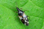 Ohne deutschen Namen (Anthocoris nemorum)