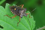 Rotbeinige Baumwanze (Pentatoma rufipes)