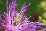 Gemeine Zierwanze (Adelphocoris lineolatus)