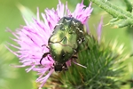 Rosenk&auml;fer (Cetonia aurata)