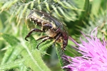 Rosenk&auml;fer (Cetonia aurata)