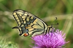 Schwalbenschwanz (Papilio machaon)