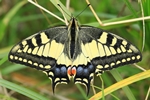 Schwalbenschwanz (Papilio machaon)