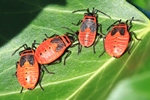 Feuerwanze - Larven beim Sonnenbad (Pyrrhocoris apterus)