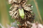 Vierpunktige Zierwanze (Adelphocoris quadripunctatus)