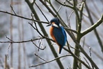 Eisvogel (Alcedo atthis)