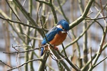 Eisvogel (Alcedo atthis)