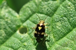 Ohne deutschen Namen (Liocoris tripustulatus)