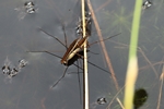 Gemeiner Wasserl&auml;ufer (Gerris lacustris)