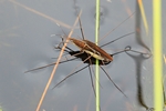 Gemeiner Wasserl&auml;ufer (Gerris lacustris)