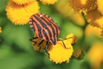 Streifenwanze (Graphosoma lineatum)