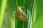 Maisz&uuml;nsler (Ostrinia nubilalis)