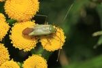 Vierpunktige Zierwanze (Adelphocoris quadripunctatus)