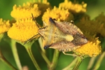 N&ouml;rdliche Fruchtwanze (Carpocoris fuscispinus)