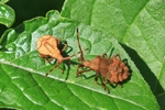 Lederwanze (Coreus marginatus) - Larven