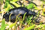 Schwarzblauer &Ouml;lk&auml;fer (Meloe proscarabaeus)