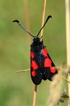 Sumpfhornklee-Widderchen (Zygaena trifolii)