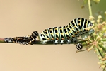 Schwalbenschwanz - Frisch geh&auml;utet (Papilio machaon)