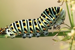 Schwalbenschwanz (Papilio machaon)