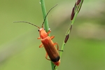 Roter Weichk&auml;fer (Rhagonycha fulva)