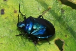 Blaugr&uuml;ne Baumwanze (Zicrona caerulea)
