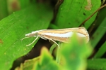  Ohne deutschen Namen (Catoptria margaritella)