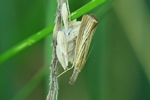 Ohne deutschen Namen (Agriphila straminella)