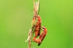 Roter Weichk&auml;fer (Rhagonycha fulva)