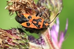 Zimtwanze (Corizus hyoscyami)