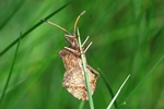 Lederwanze (Coreus marginatus)
