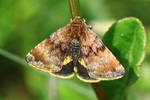 Hornkraut-Tageulchen (Panemeria tenebrata)
