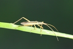 Ohne deutschen Namen (Notostira elongata)
