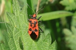 Zimtwanze (Corizus hyoscyami)