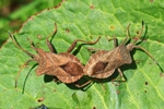 Lederwanze (Coreus marginatus)
