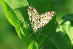 Laichkrautz&uuml;nsler (Elophila nymphaeata)