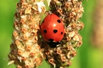 Siebenpunkt-Marienk&auml;fer (Coccinella septempunctata)