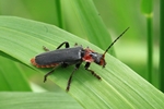 Gemeiner Weichk&auml;fer (Cantharis fusca)