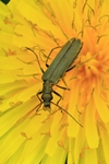 Gr&uuml;nlicher Scheinbockk&auml;fer (Oedemera lurida)