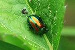 Oval&auml;ugiger Blattk&auml;fer (Chrysolina fastuosa)