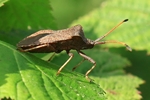 Lederwanze (Coreus marginatus)
