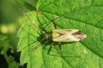 Vierpunktige Zierwanze (Adelphocoris quadripunctatus)