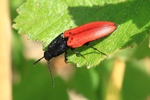 Blutroter Schnellk&auml;fer (Ampedus sanguineus)
