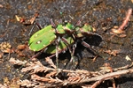 Feld-Sandlaufk&auml;fer (Cicindela campestris)