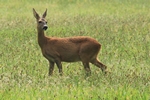 Rothirschkuh (Cervus elaphus)