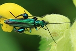 Gr&uuml;ner Scheinbockk&auml;fer (Oedemera nobilis)