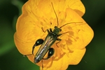 Gr&uuml;nlicher Scheinbockk&auml;fer (Oedemera lurida)