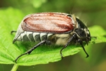 Feldmaik&auml;fer (Melolontha melolontha)