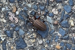 Gek&ouml;rnter Laufk&auml;fer (Carabus granulatus)